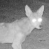 A coyote at night with its prey.