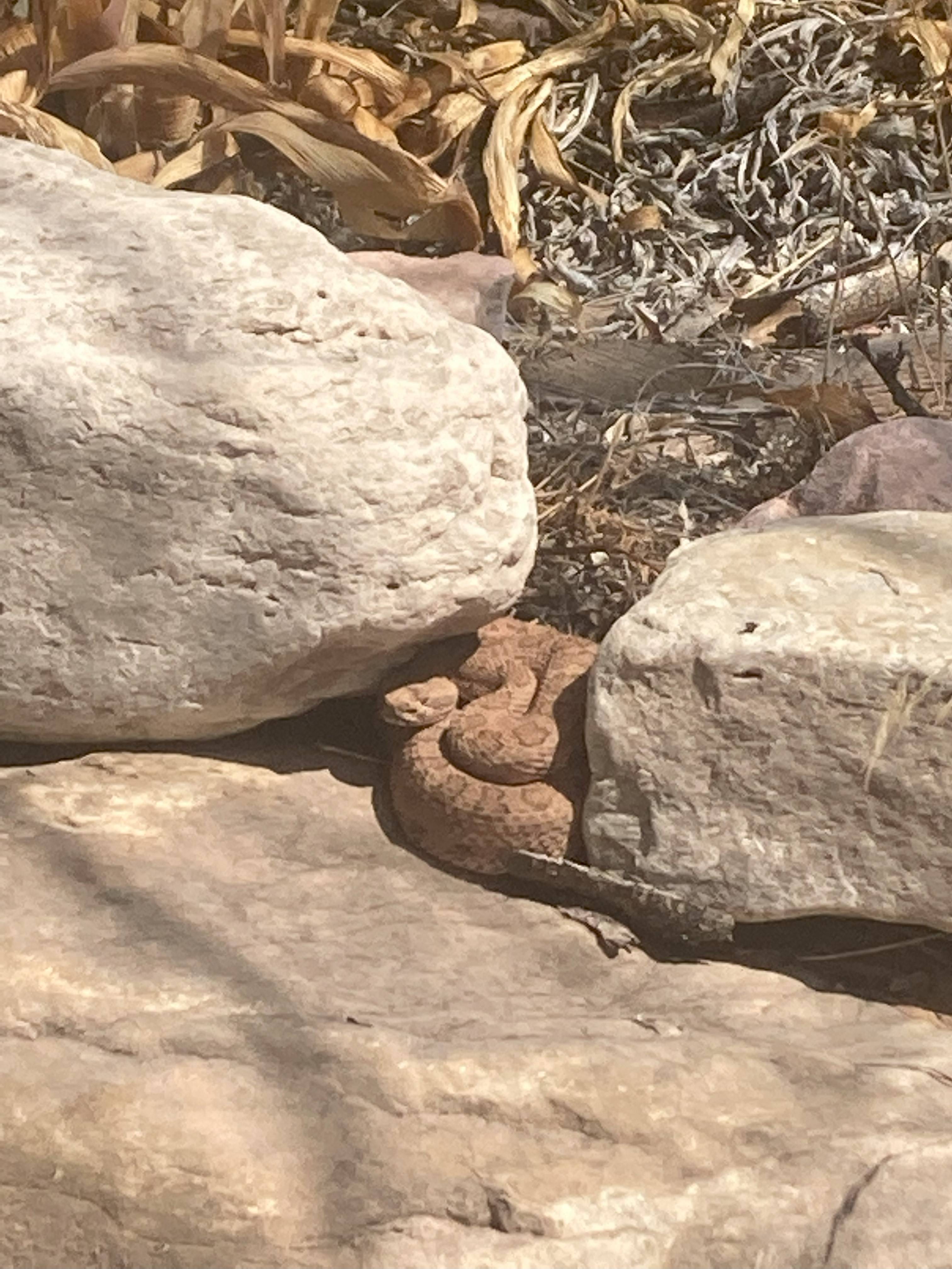 midget faded rattlesnake