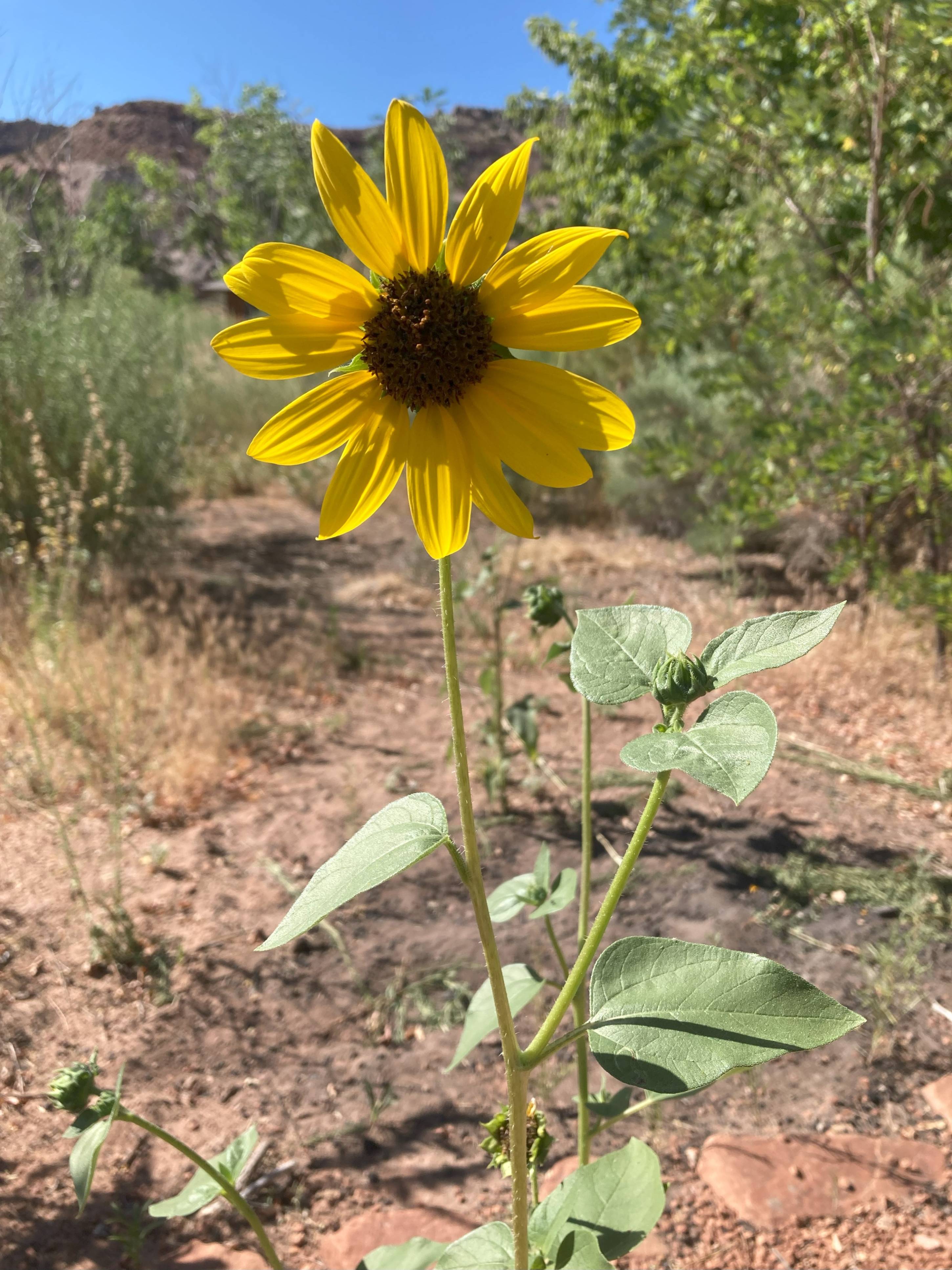 prairie sunflower