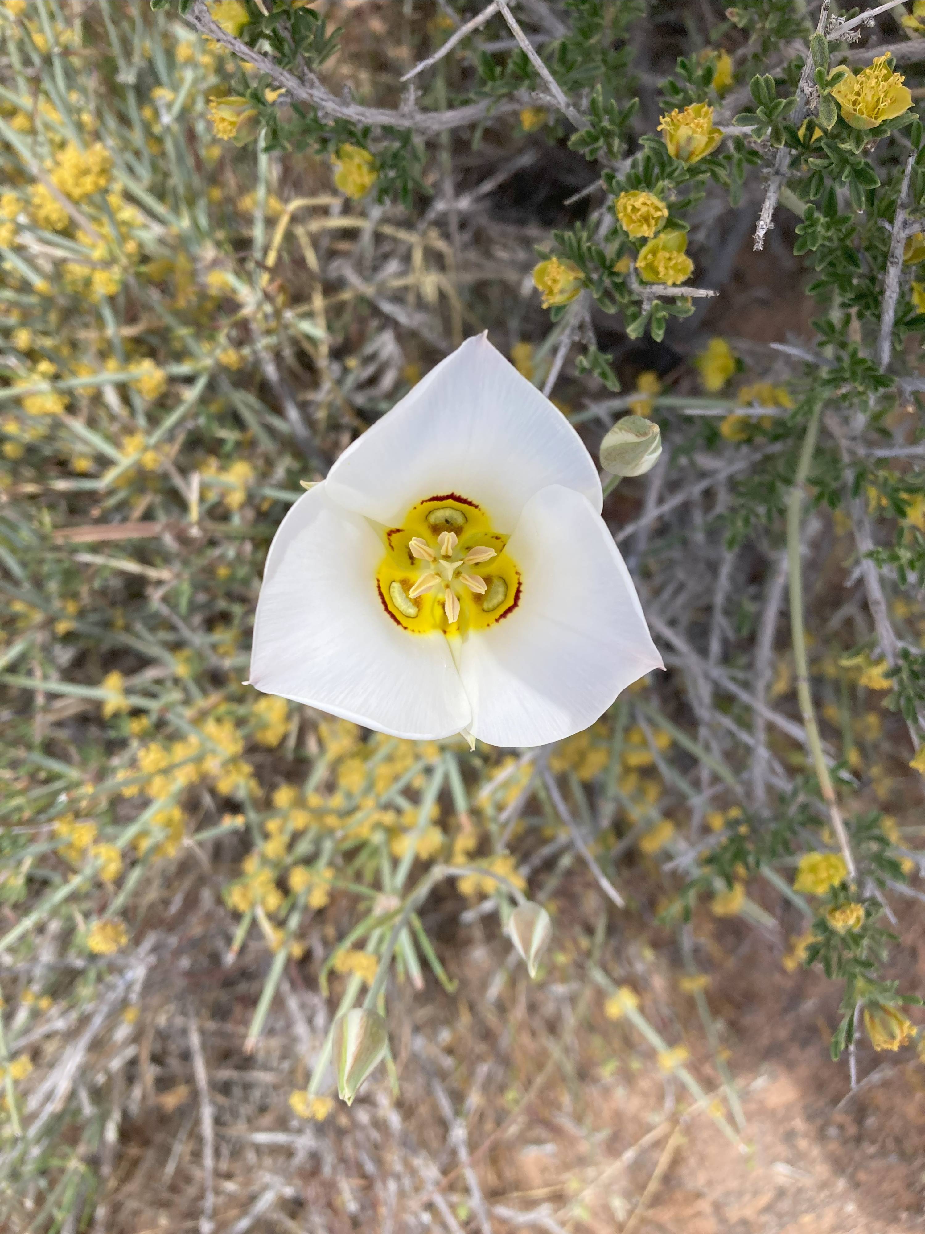 sego lily flower