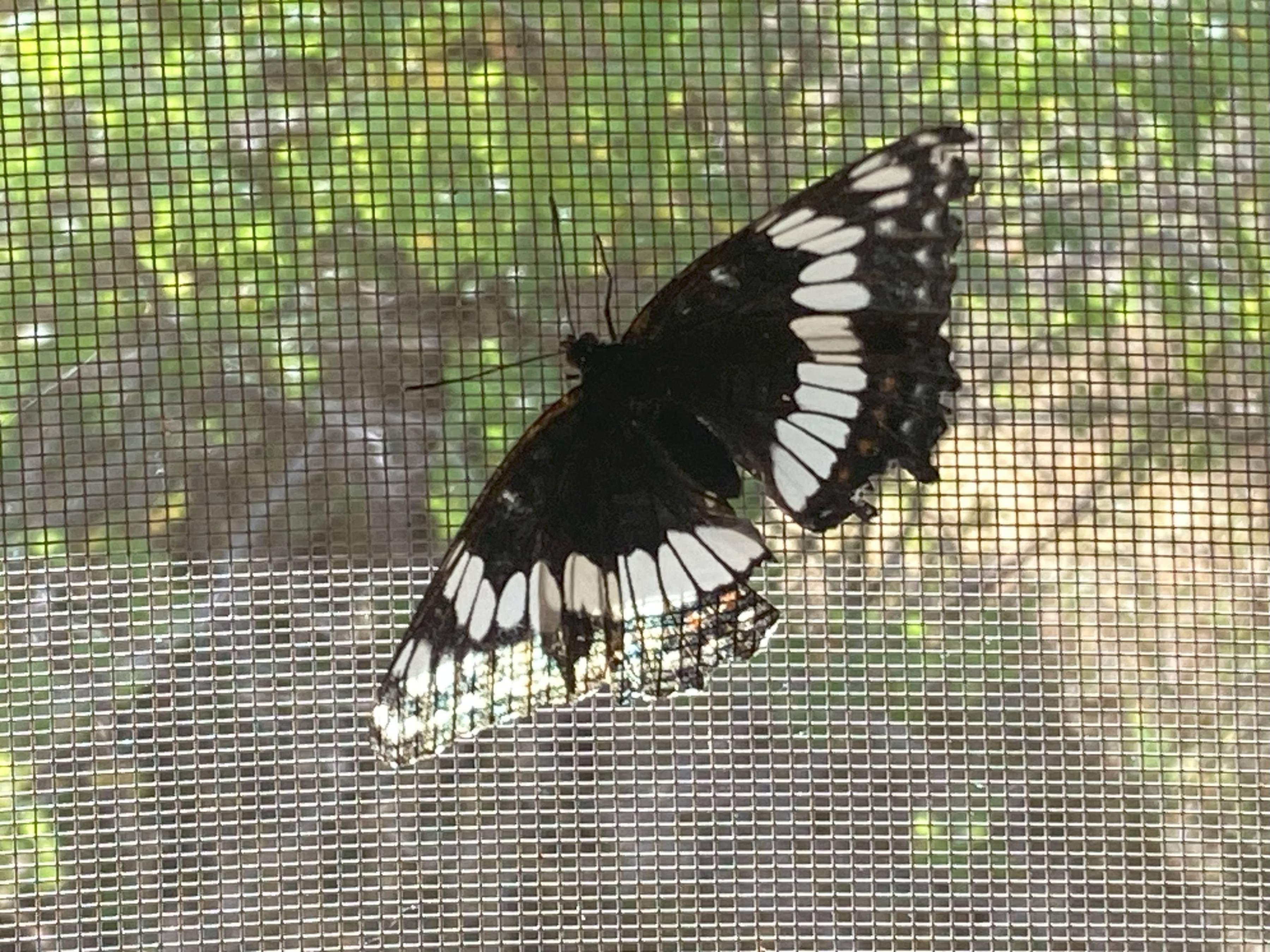 weidemeyer's admiral butterfly